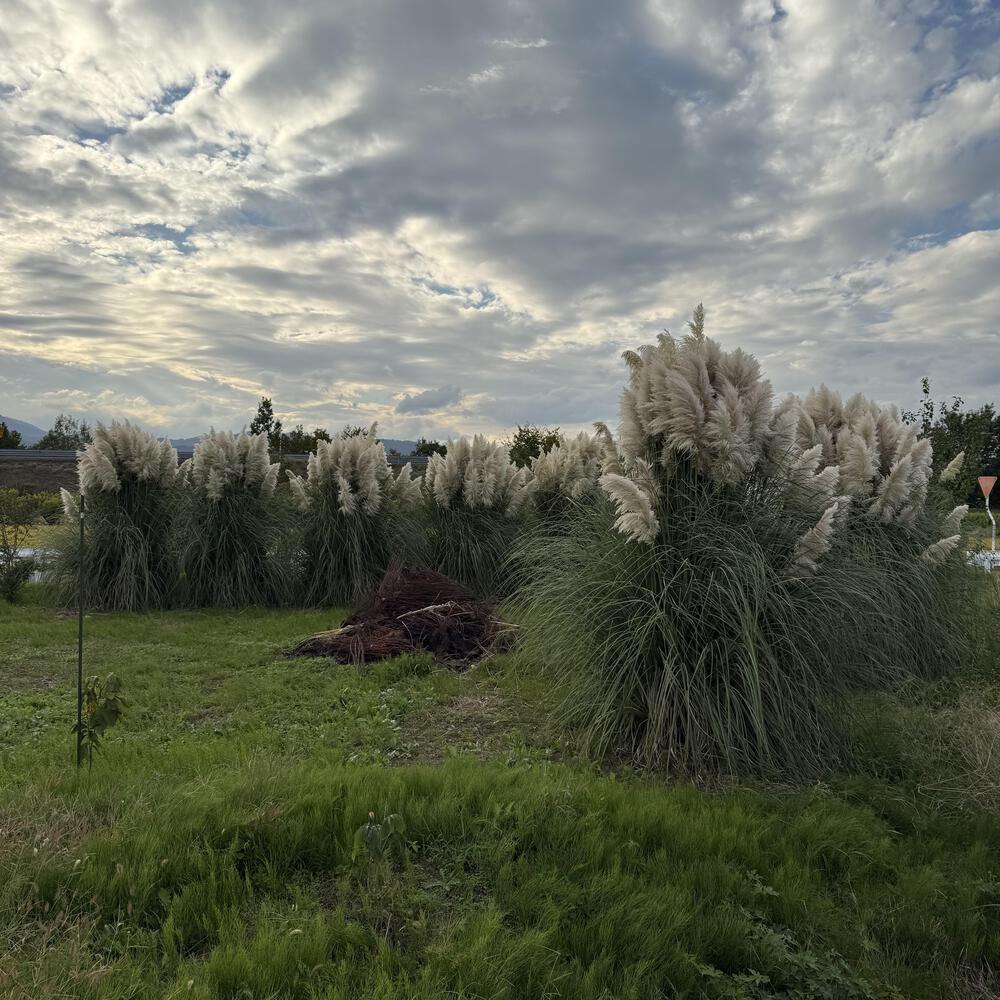 【山形駅西口発周回15km】山々の展望と田園の彩り爽快の写真15