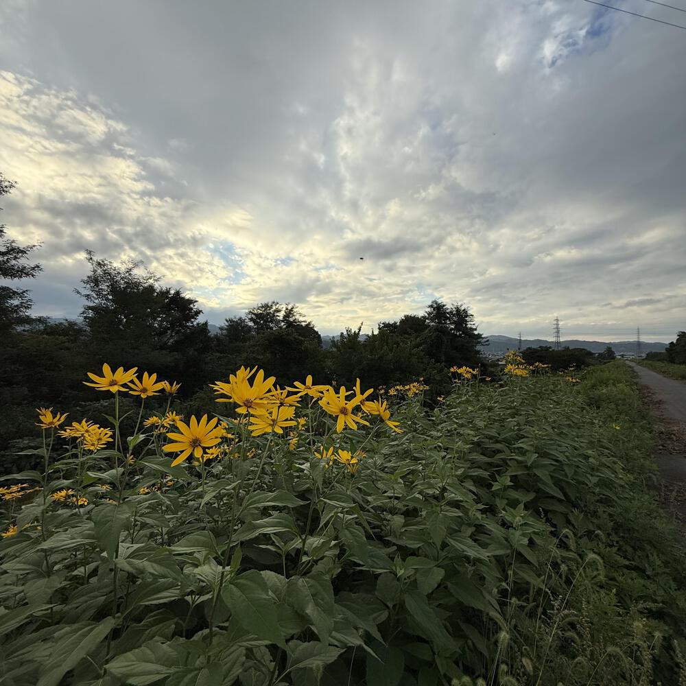 【山形駅西口発周回15km】山々の展望と田園の彩り爽快の写真22