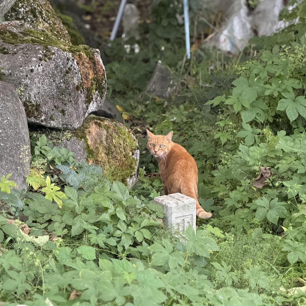 【山形駅西口発周回15km】山々の展望と田園の彩り爽快の写真24