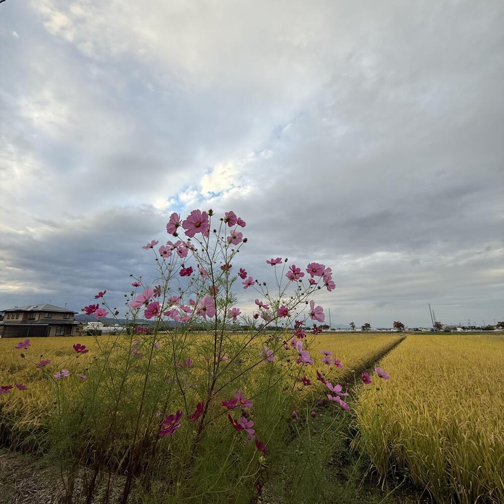 【山形駅西口発周回15km】山々の展望と田園の彩り爽快の写真30