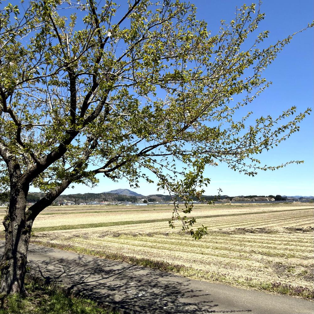 道の駅たかのす大太鼓の里発周回10kmの写真21
