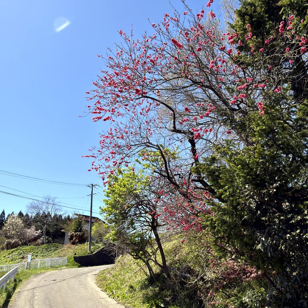 道の駅たかのす大太鼓の里発周回10kmの写真33