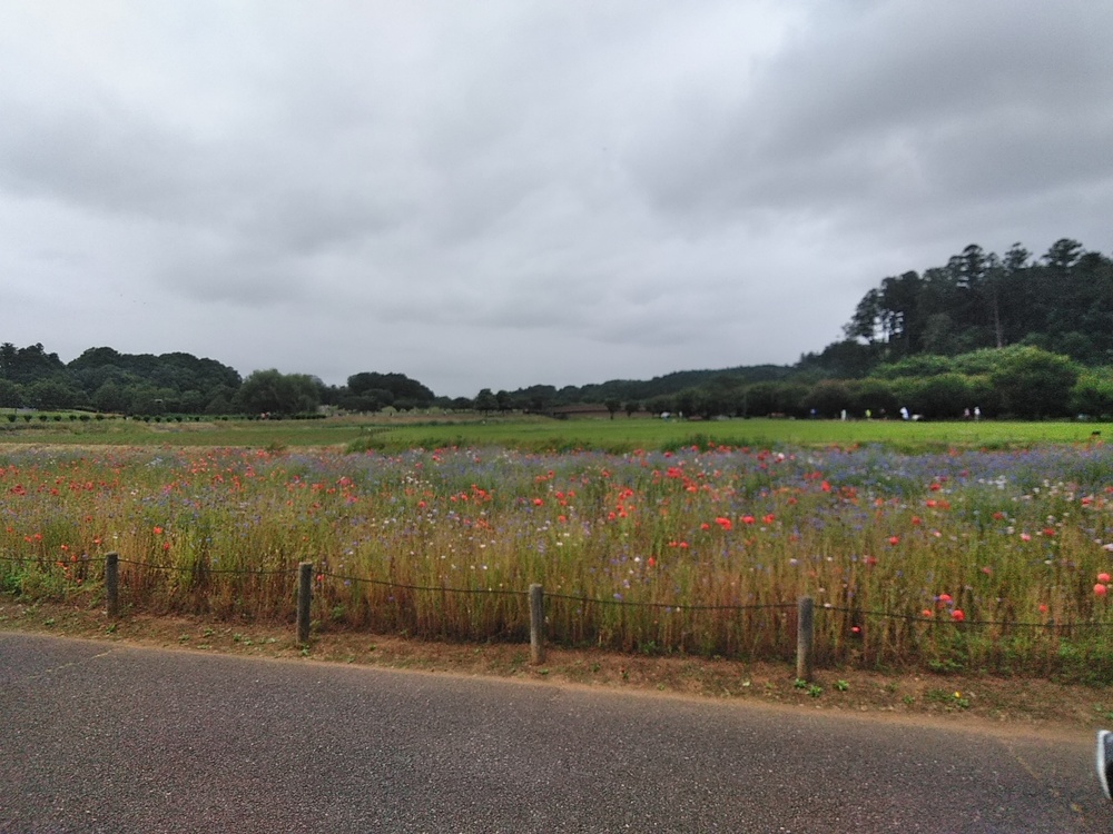 偕楽園桜山第三駐車場発着！千波湖メロンメロンラン10kmコースの写真8