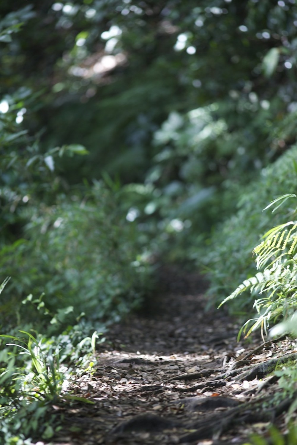 鎌倉・神社仏閣巡りラン・西側コースの写真3