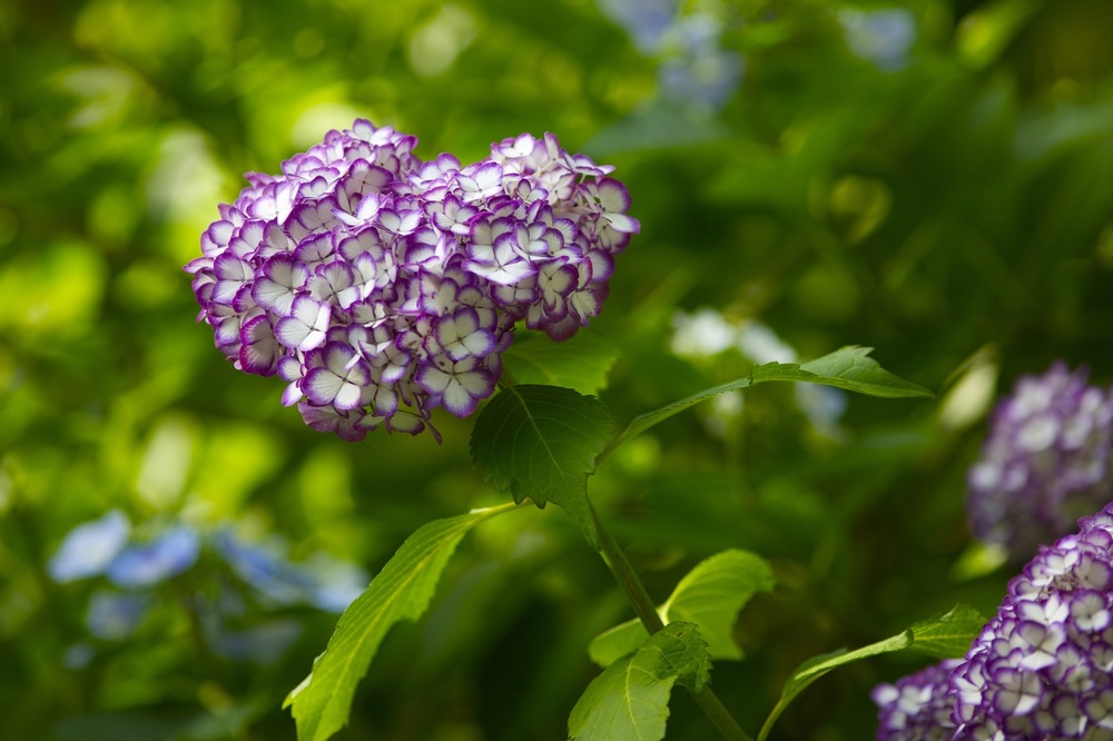 鎌倉・神社仏閣巡りラン・東側コースの写真3