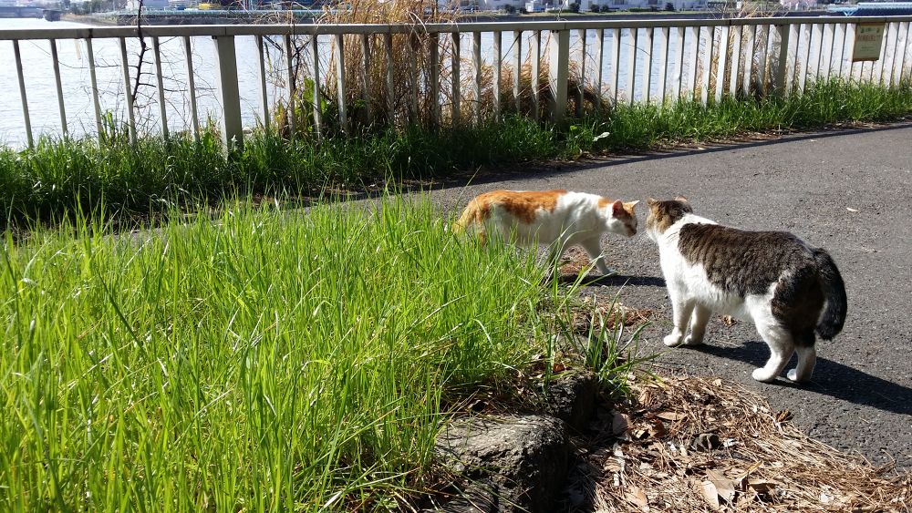 猫の小道・京浜島緑道公園の写真4