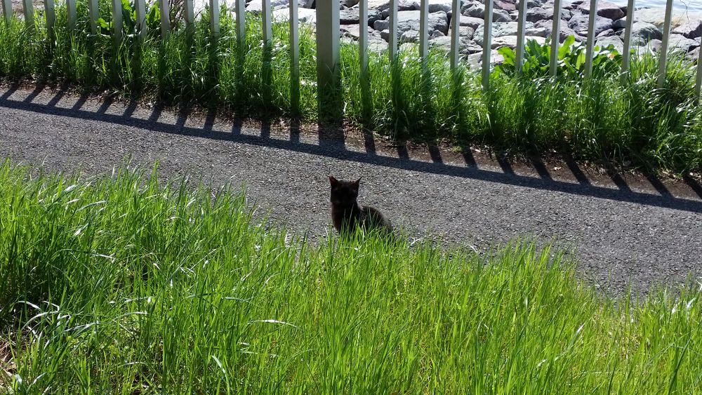 猫の小道・京浜島緑道公園の写真5