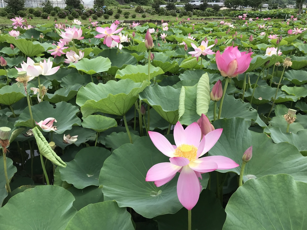 諫早〜小浜町30kmロングランの写真12