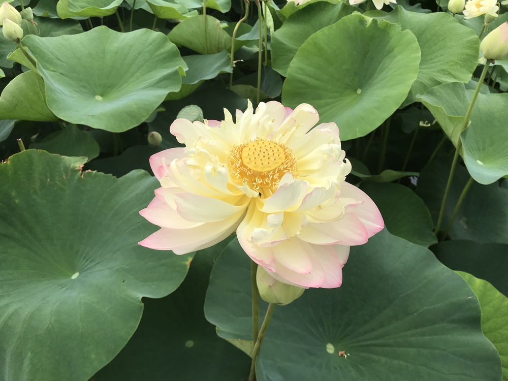 諫早〜小浜町30kmロングランの写真13