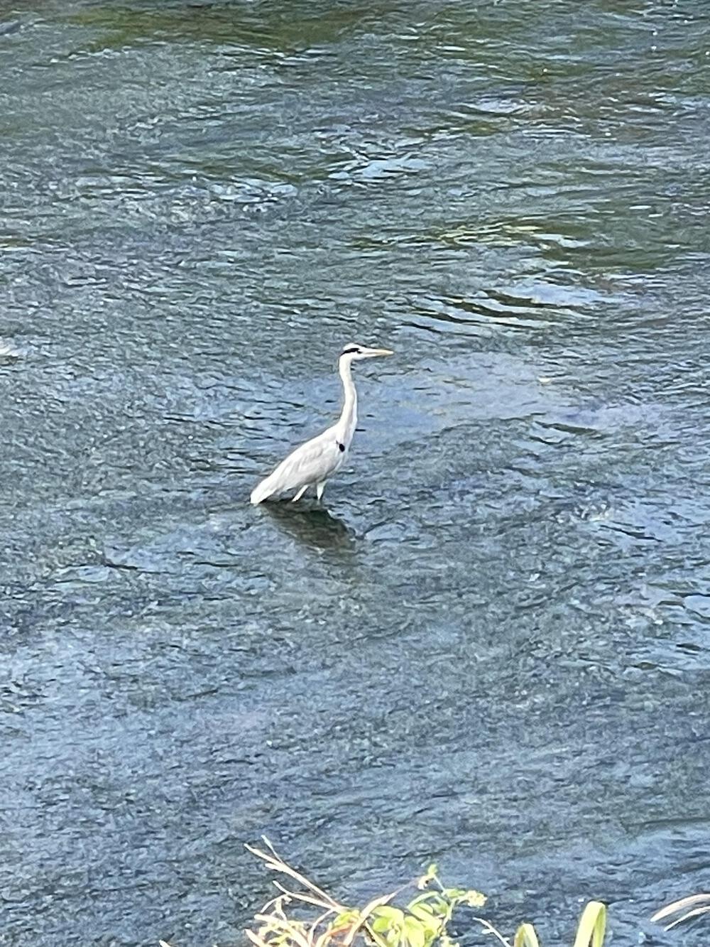 鶴見川からの寺家の写真3