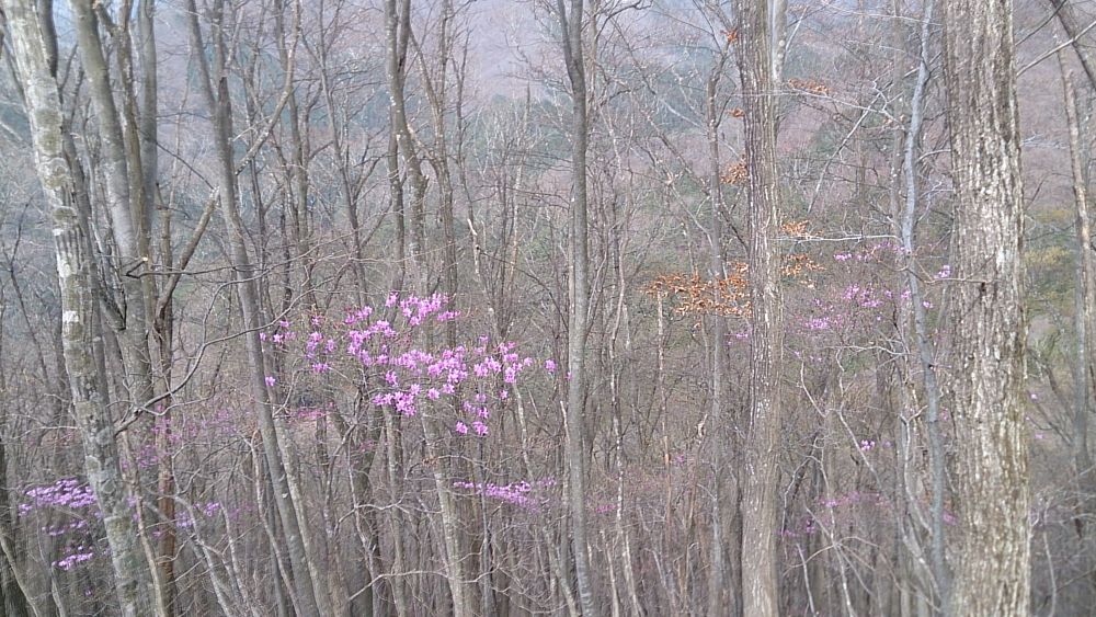 中央線沿線の尖峰「滝子山（１６２０ｍ）」の写真5