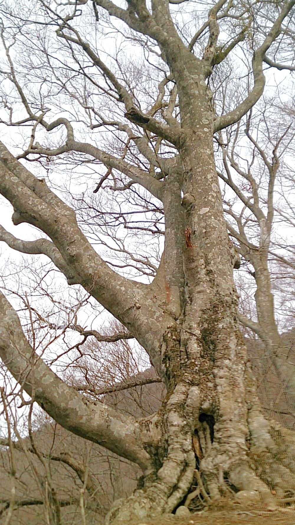 中央線沿線の尖峰「滝子山（１６２０ｍ）」の写真7