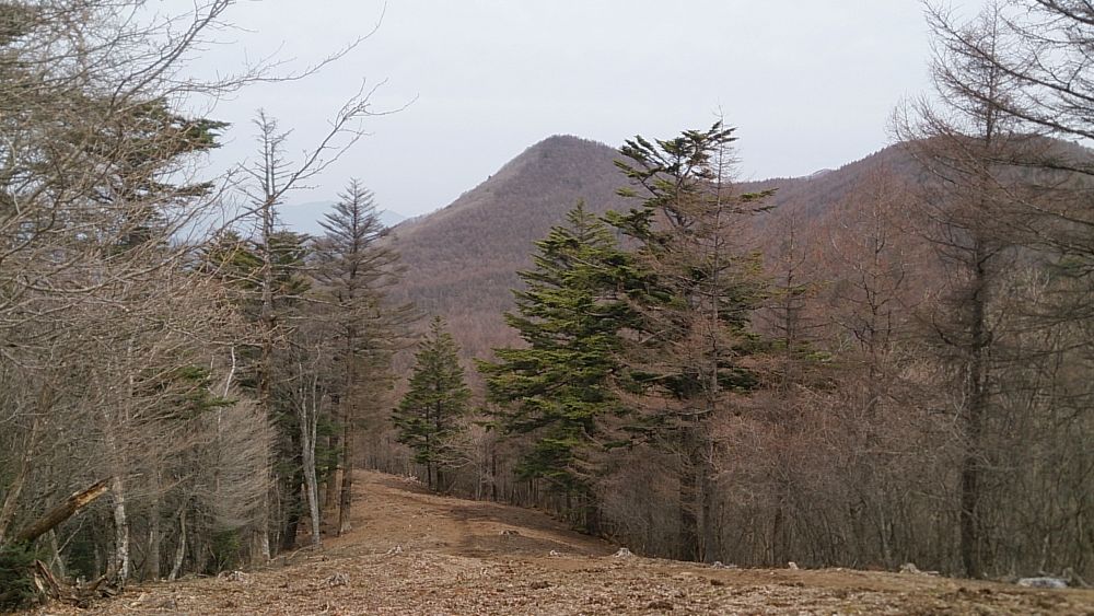 中央線沿線の尖峰「滝子山（１６２０ｍ）」の写真15