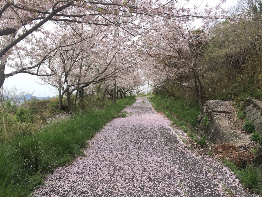 伝説の島・鬼ヶ島（女木島）コースの写真3