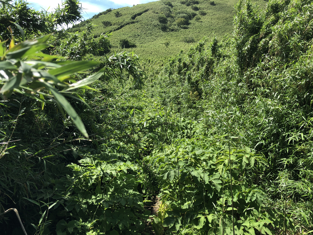 超難関65kmトレイル！小田原発、箱根外輪山からの箱根6区満喫コースの写真3