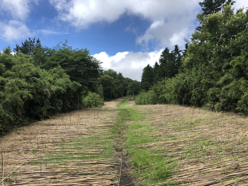 超難関65kmトレイル！小田原発、箱根外輪山からの箱根6区満喫コースの写真4