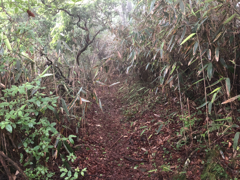 超難関65kmトレイル！小田原発、箱根外輪山からの箱根6区満喫コースの写真6