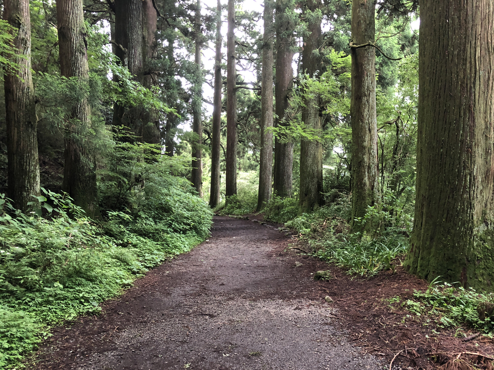 超難関65kmトレイル！小田原発、箱根外輪山からの箱根6区満喫コースの写真8