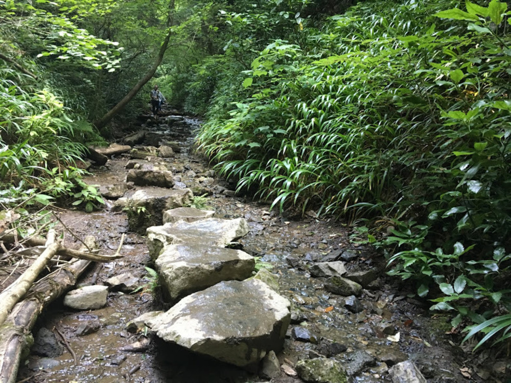 高尾山　マイナスイオンいっぱいのショートコースの写真4