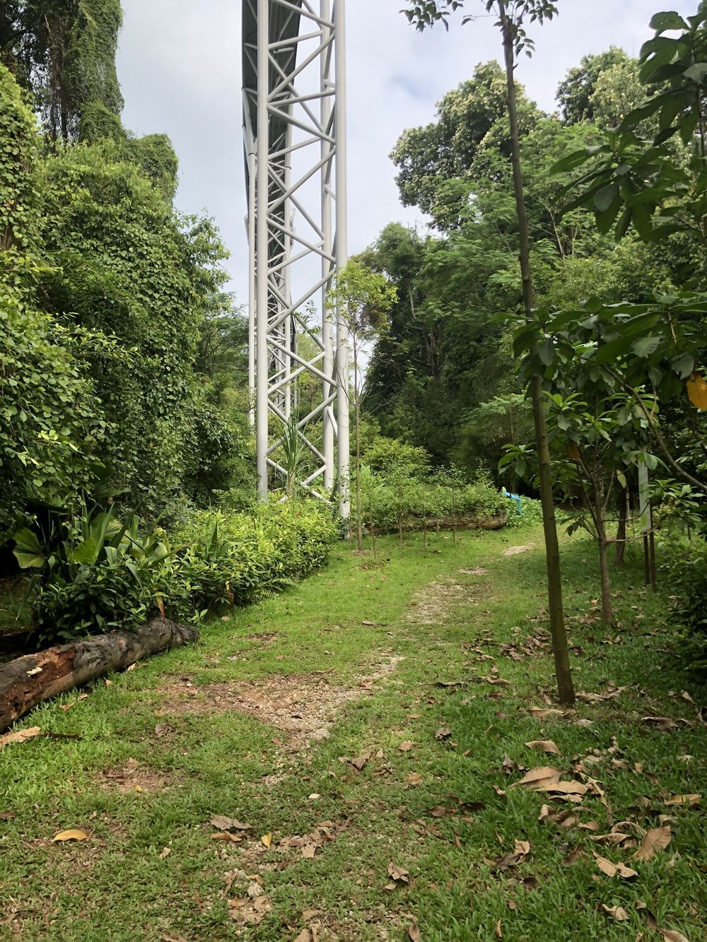 シンガポール・セントーサ島の知られざるトレイルコースの写真4