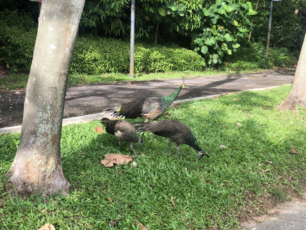 シンガポール・セントーサ島の知られざるトレイルコースの写真5