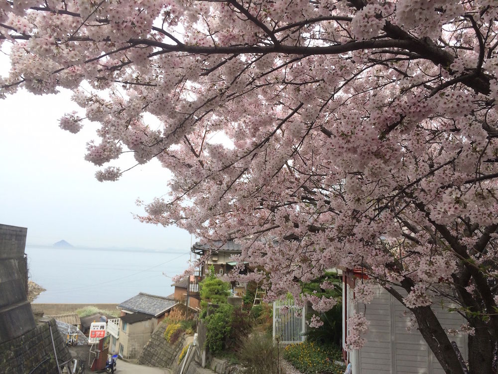 猫だらけ！「男木島」1周コースの写真3