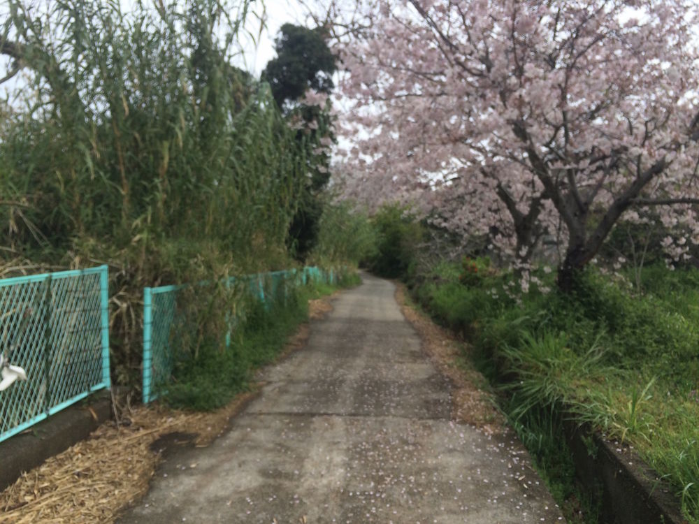猫だらけ！「男木島」1周コースの写真4