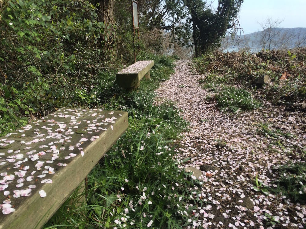 猫だらけ！「男木島」1周コースの写真7