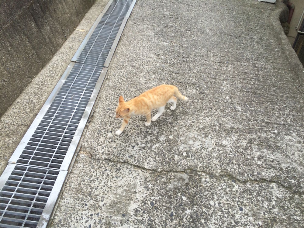 猫だらけ！「男木島」1周コースの写真9