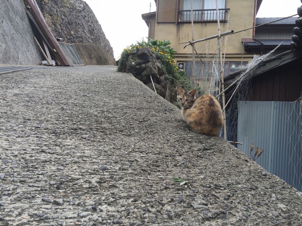 猫だらけ！「男木島」1周コースの写真10