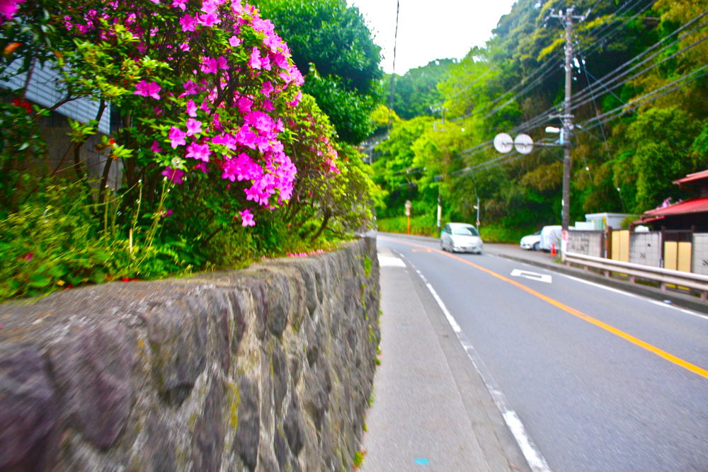 北鎌倉の自然と湘南の風の写真3