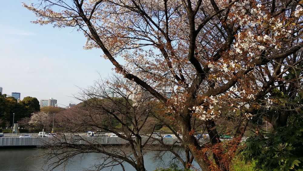 ビギナーでも楽しい千鳥ヶ淵楽ちんコースの写真3