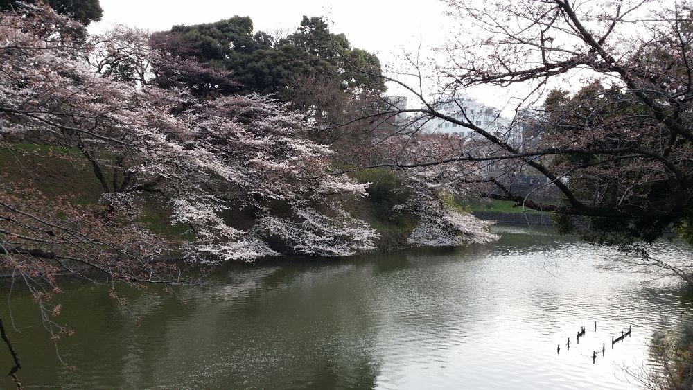 ビギナーでも楽しい千鳥ヶ淵楽ちんコースの写真6