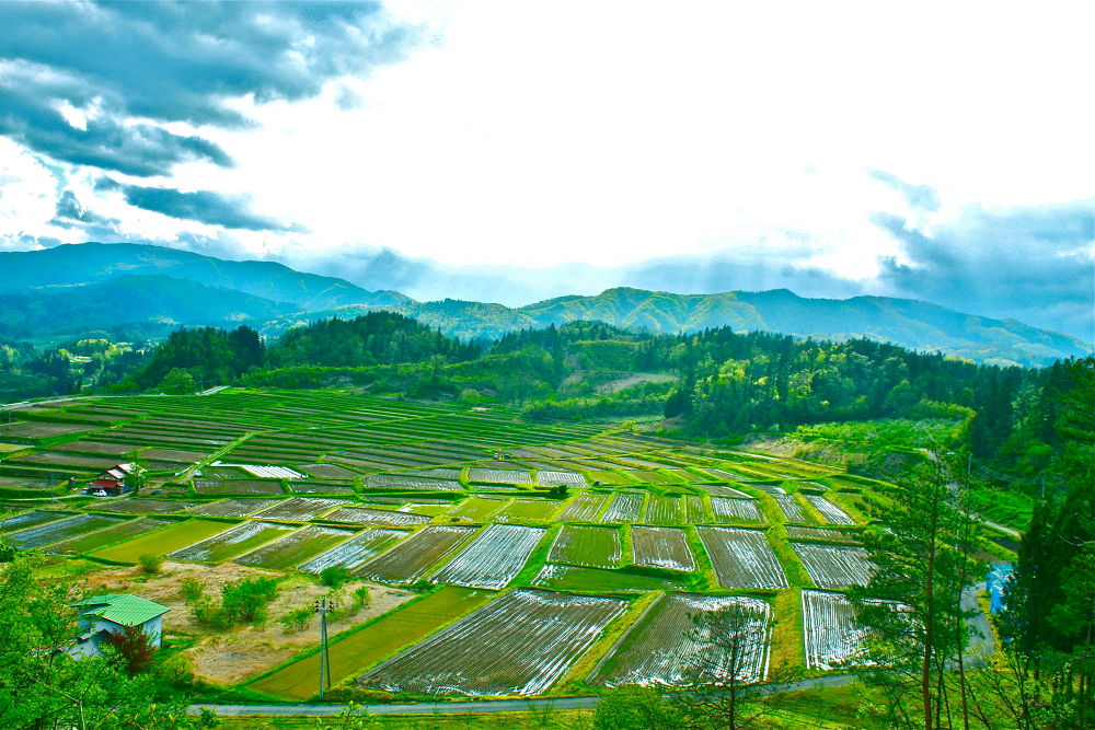 日本の風景・椹平の棚田の写真3