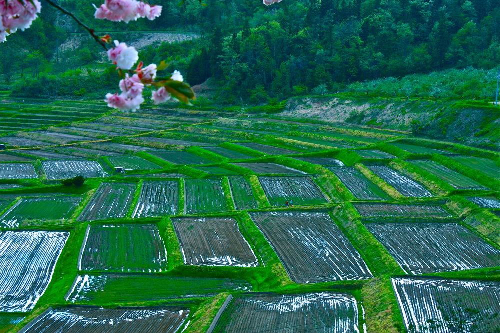 日本の風景・椹平の棚田の写真4