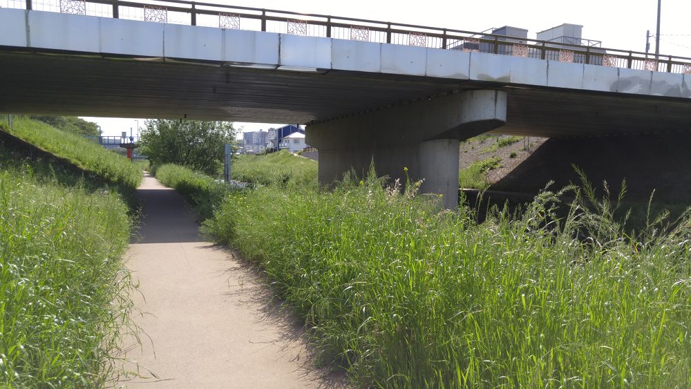 黒目川下流（朝霞市）で川遊び＆ランの写真3