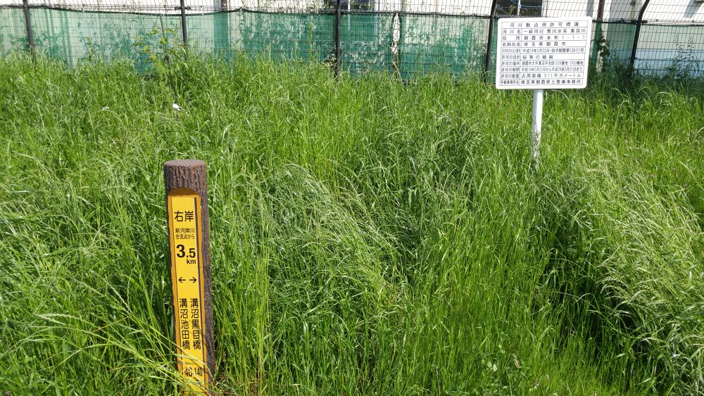 黒目川下流（朝霞市）で川遊び＆ランの写真5