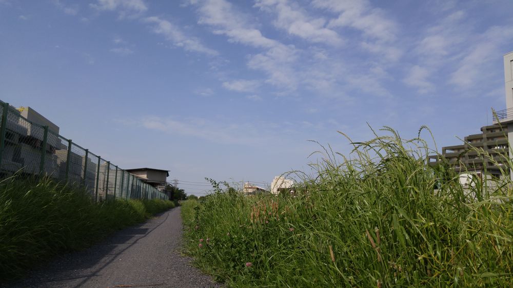 黒目川下流（朝霞市）で川遊び＆ランの写真7
