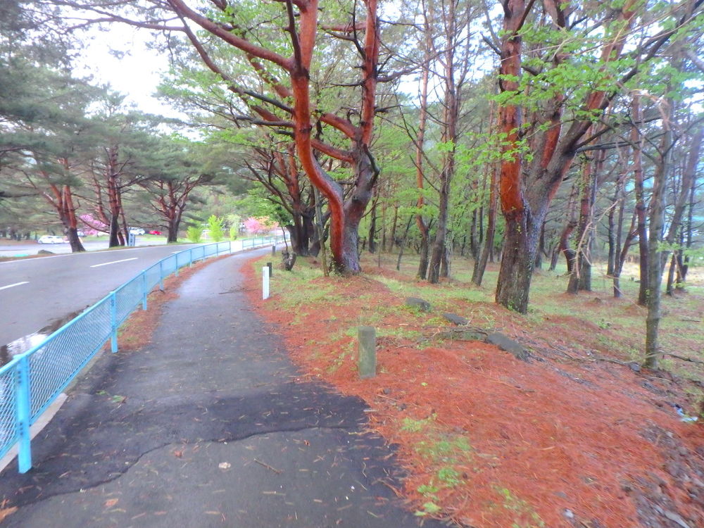 自然あふれる本栖湖周回12kmコースの写真5