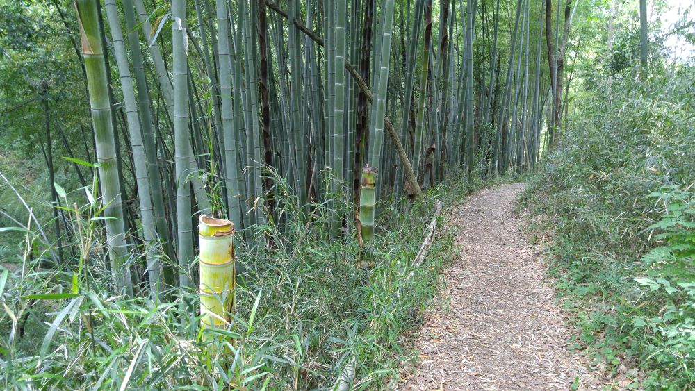 千と千尋ゆかりの由緒あるトレイルの写真9