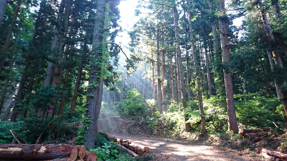 山あり！滝あり！ジャングルあり！〜野沢温泉トレイル駅伝1stセクション〜の写真4