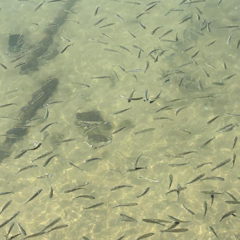 南丫島 榕樹灣〜索罟灣の写真10