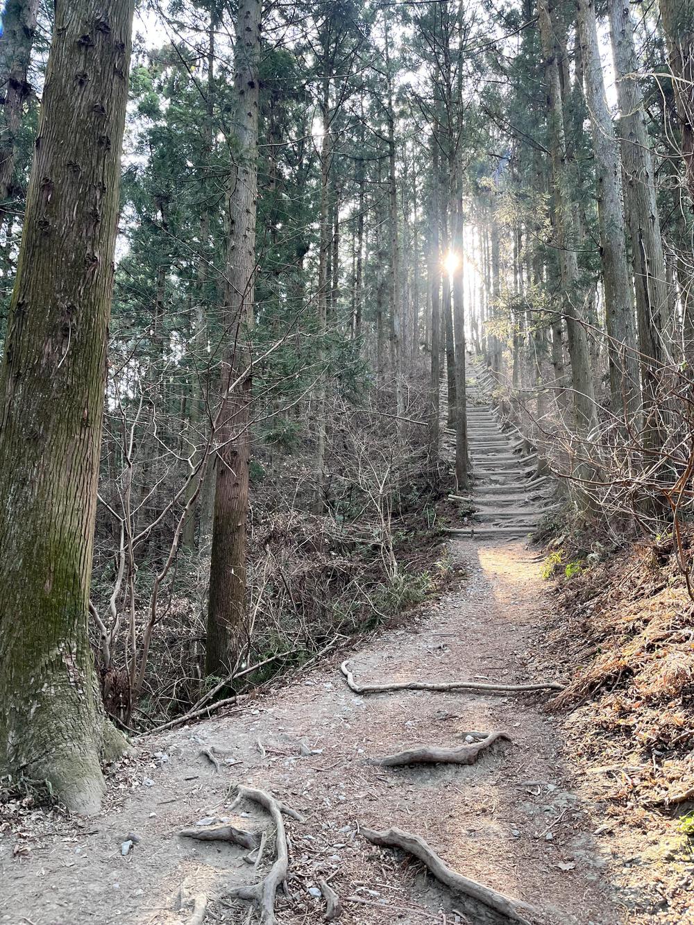 のんびり春トレイル🌼宝登山⛰️の写真5