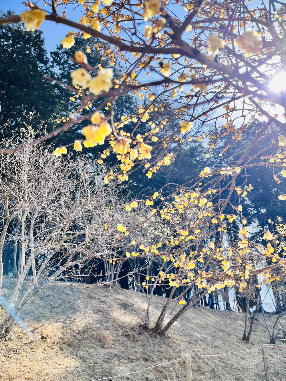 のんびり春トレイル🌼宝登山⛰️の写真7
