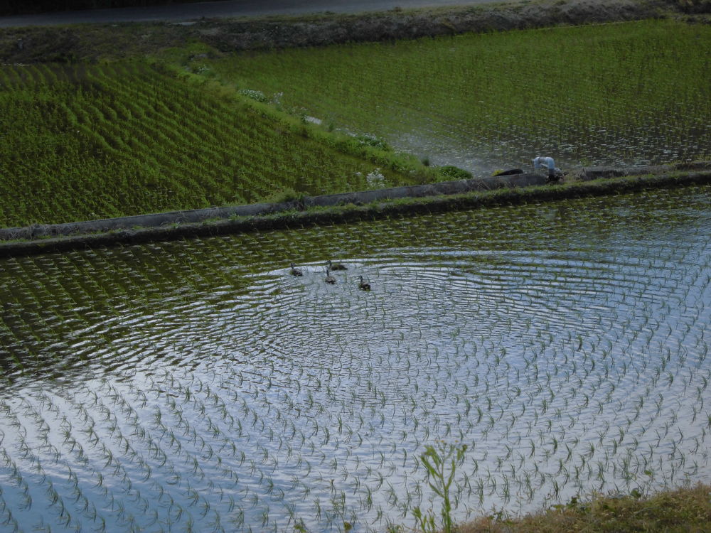 東北随一の山城跡、向羽黒山城跡を制覇の写真5