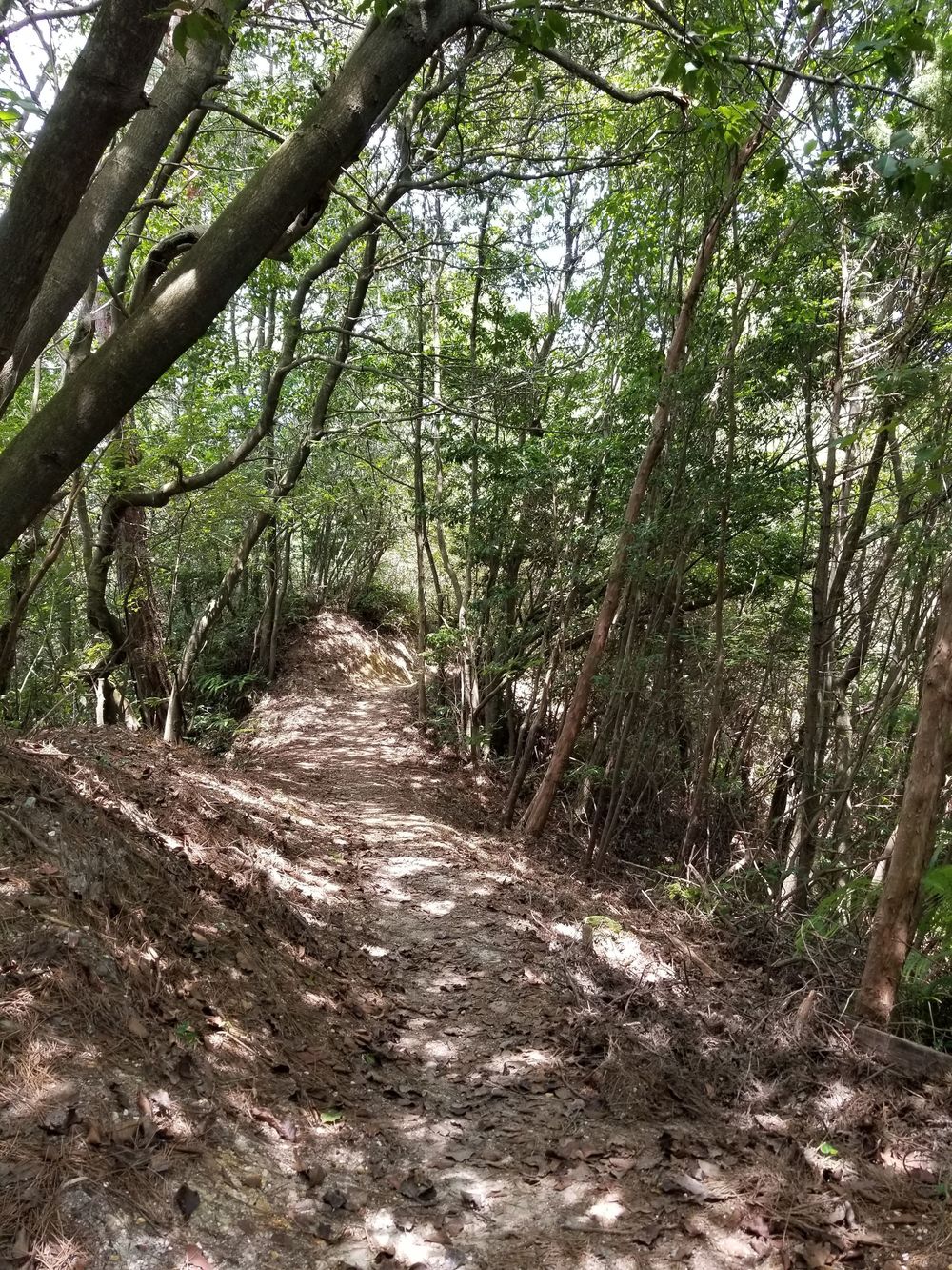 奈良 矢田丘陵縦走(東生駒～法隆寺)トレイルの写真3