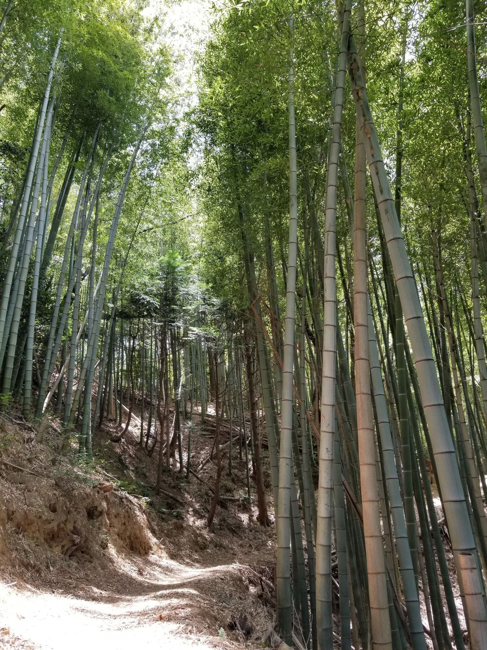奈良 矢田丘陵縦走(東生駒～法隆寺)トレイルの写真4