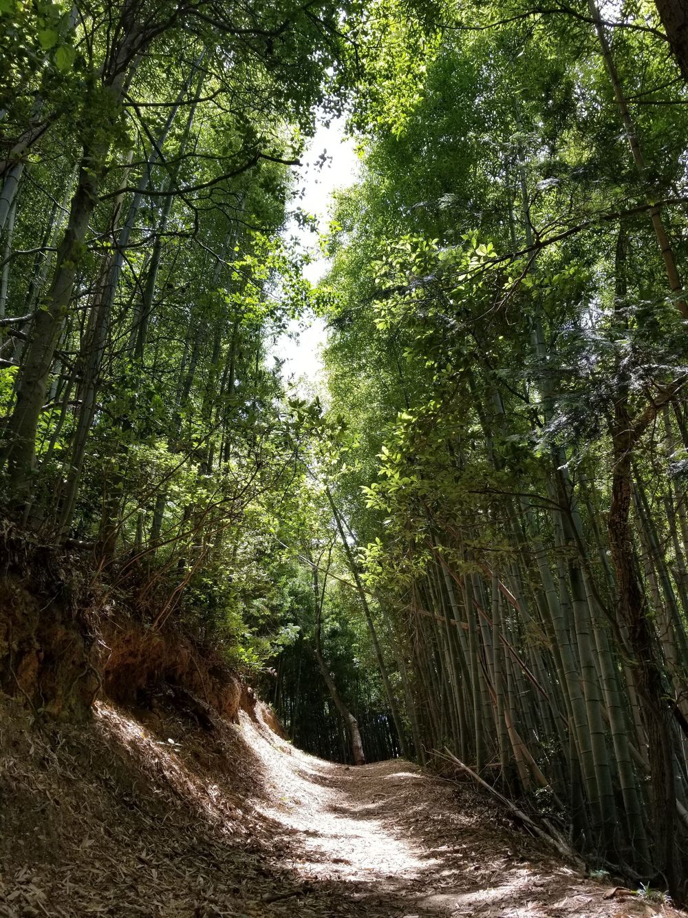 奈良 矢田丘陵縦走(東生駒～法隆寺)トレイルの写真5