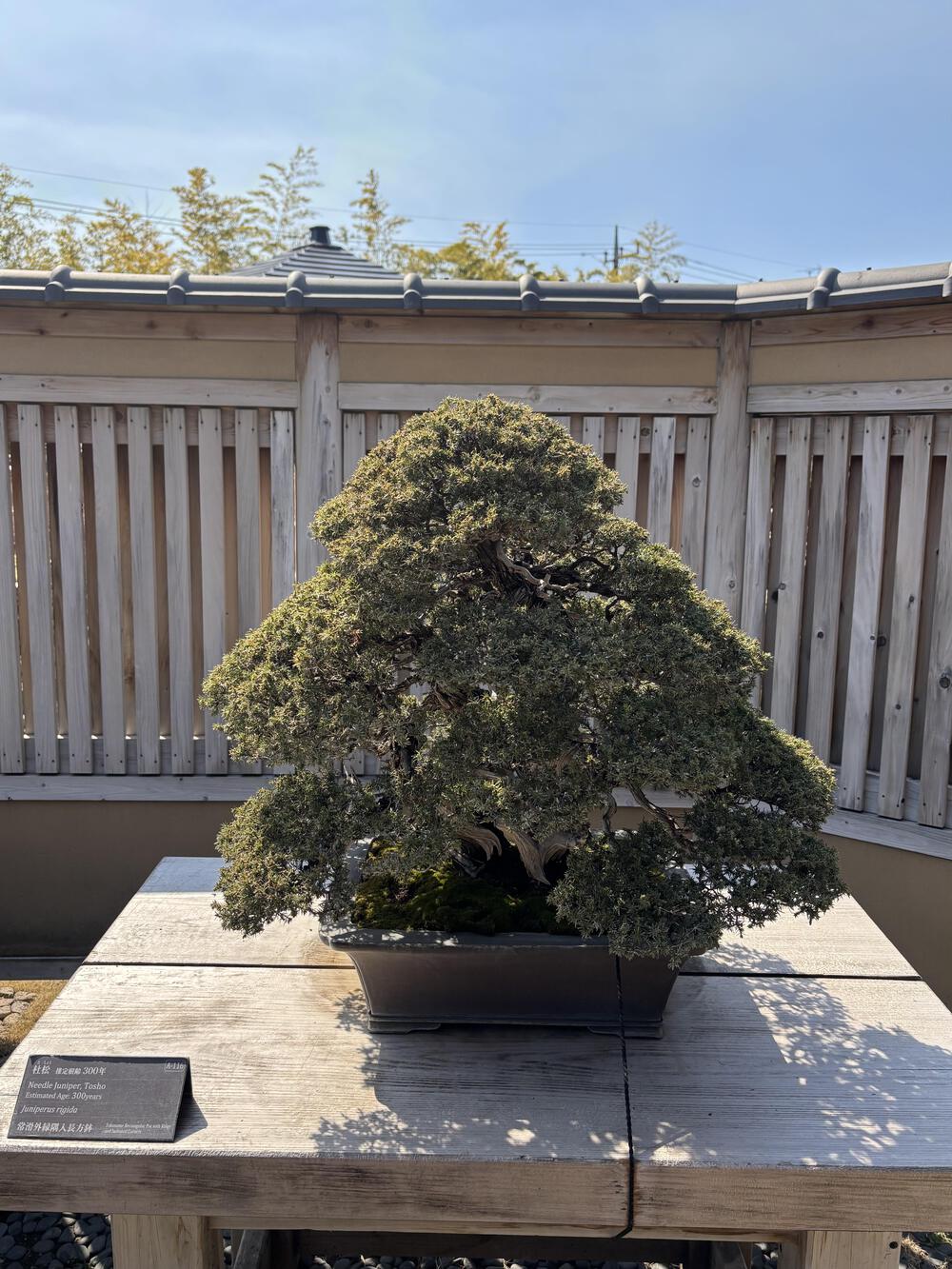 歌川広重と共にRUN 盆栽美術館の写真3