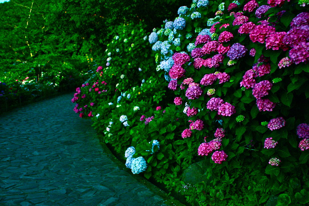 伊豆下田・白浜海岸と紫陽花とペリーロードの写真7